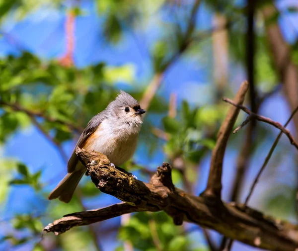 Tufted Titmouse Close — Stock Photo, Image