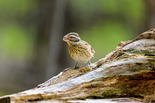 Růže Breasted Grosbeak Velkými Semeny Grosbeak Kardinál Rodiny Především Listí — Stock fotografie