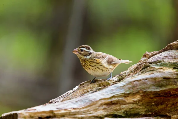 ムネアカイカルは枢機卿の家族の大きな種子を食べるアトリ科です それは主に葉の落ち穂拾いです 冬は熱帯アメリカに移行する冷温の北アメリカで繁殖して — ストック写真