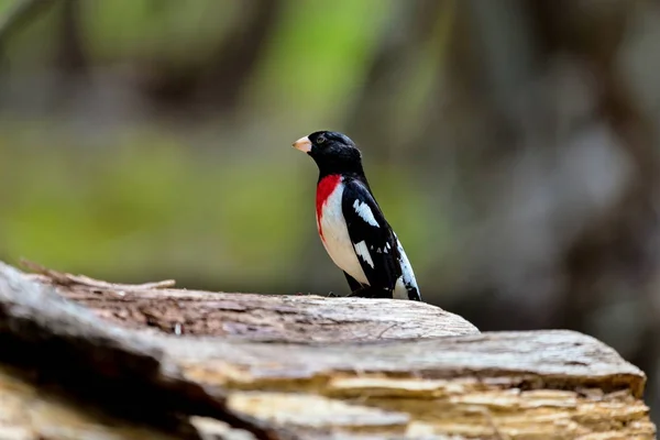 Роза Брестед Grosbeak Великі Насіння Їдять Grosbeak Кардинал Сім Першу — стокове фото