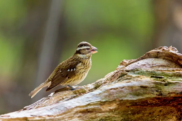 The rose-breasted grosbeak is a large seed-eating grosbeak in the cardinal family. It is primarily a foliage gleaner. It breeds in cool-temperate North America, migrating to tropical America in winter.