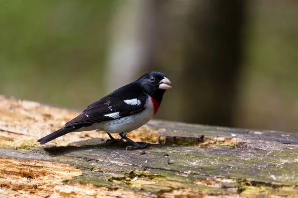 Роза – Брестед Grosbeak — стокове фото