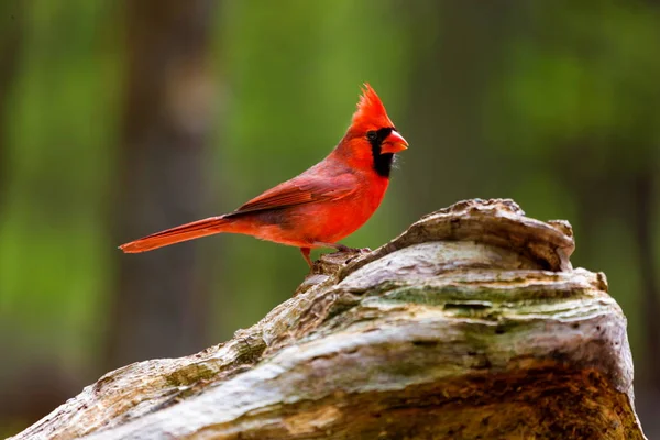 Northern Cardinal w Boreal forest Quebec. — Zdjęcie stockowe