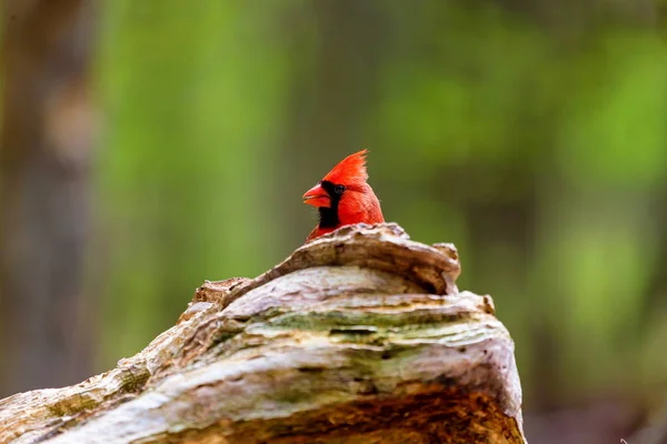 Северный кардинал в бореальском лесу Квебек . — стоковое фото