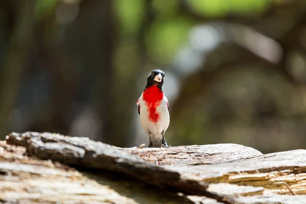 Роза – Брестед Grosbeak — стокове фото