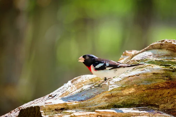 Роза – Брестед Grosbeak — стокове фото