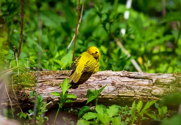 Paruline jaune dans une forêt boréale Québec . — Photo