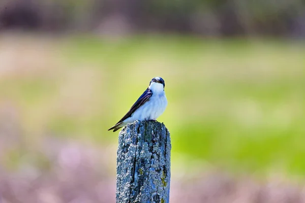 Golondrina Una Ave Paso Migratoria Que Cría América Del Norte —  Fotos de Stock