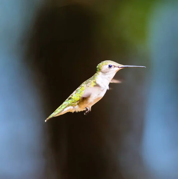 Ruby Throated Hummingbird em uma floresta boreal Quebec Canadá . — Fotografia de Stock