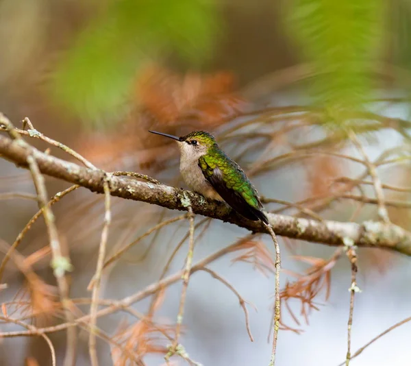 Ruby Throated Hummingbird in a Boreal Forest Quebec Canada.