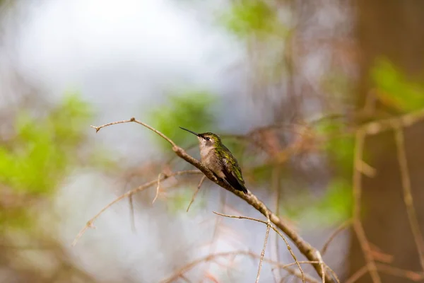 Ruby Throated Hummingbird i en Boreal Forest Quebec Kanada. — Stockfoto