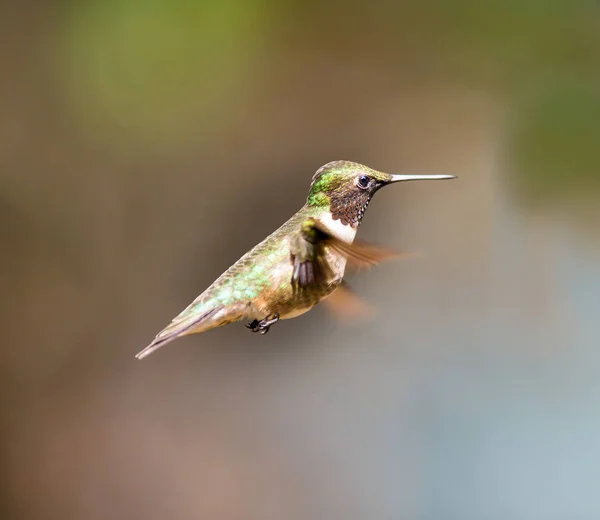 Ruby Throated kolibřík v boreální les Québec Kanada. — Stock fotografie