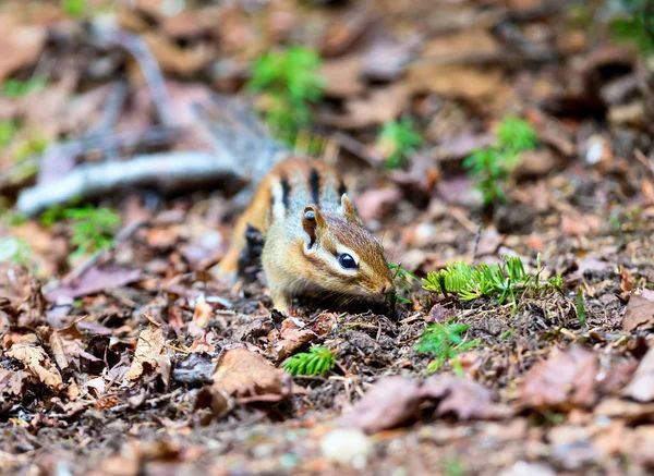 Esquilos Boreais em uma floresta no Rio de Janeiro Brasil . — Fotografia de Stock