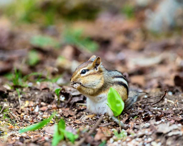 Egy erdőben Quebec Kanada boreális mókus. — Stock Fotó