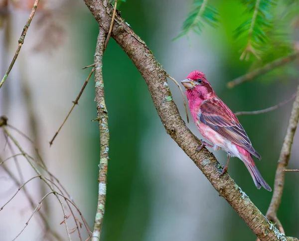 The Purple finch are a genus, of perching birds in the finch family . Most are called \