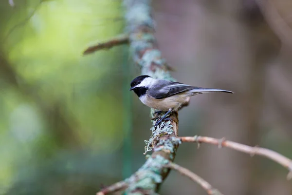 Black Capped Chickadee Una Foresta Quebec — Foto Stock