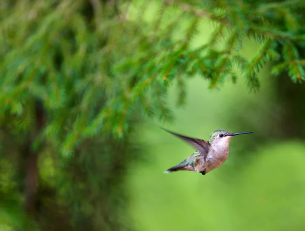 Yakut boğazlı sinek kuşu bir Boreal Forest Quebec Kanada. — Stok fotoğraf