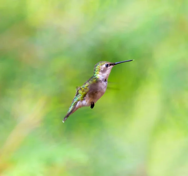 Hummingbird dalla gola rubino in una foresta boreale Quebec Canada . — Foto Stock
