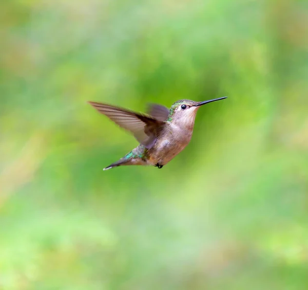 Ruby Throated Humming Bird Boreal Forest Northern Quebec Its Long — Stock Photo, Image