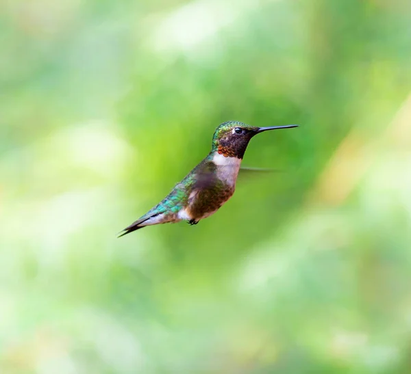 Ruby Perlisty Humming Bird Boreal Forest Północnym Quebecu Jego Północnej — Zdjęcie stockowe