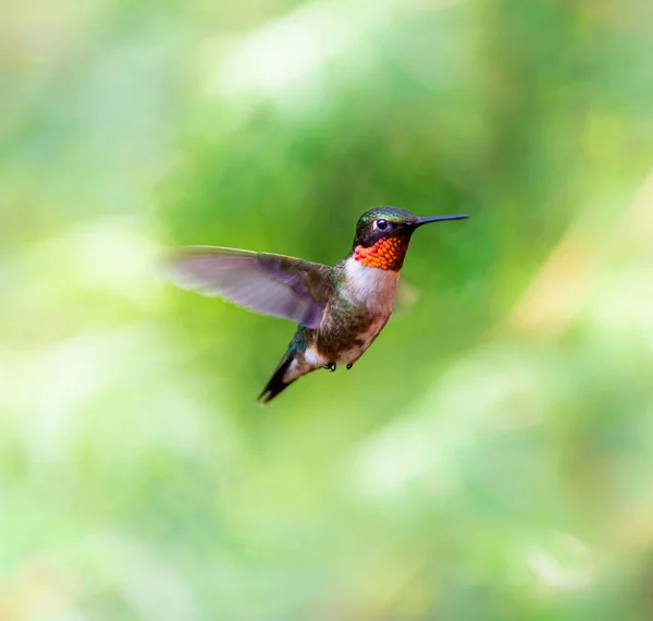 Ruby Throated Hummingbird w Kanada Quebec Boreal Forest. — Zdjęcie stockowe