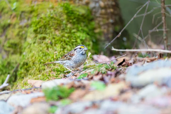 Crisp Facial Markings Make White Throated Sparrow Attractive Bird — Stock Photo, Image