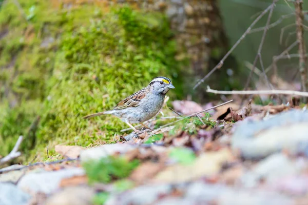 Des Marques Faciales Croustillantes Font Bruant Gorge Blanche Oiseau Attrayant — Photo