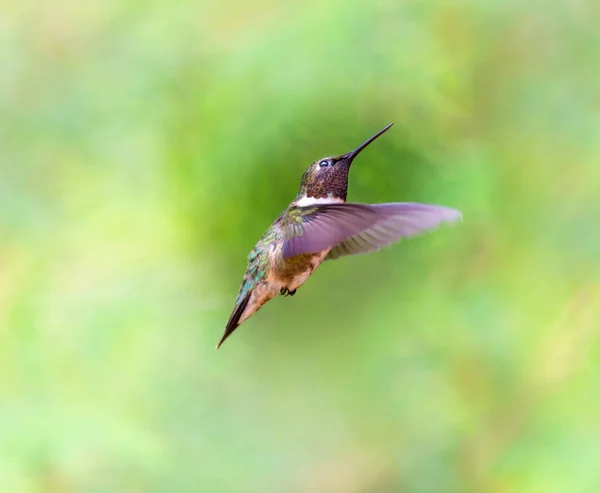 Ruby Throated Hummingbird in a Boreal Forest Quebec Canada. — Stock Photo, Image