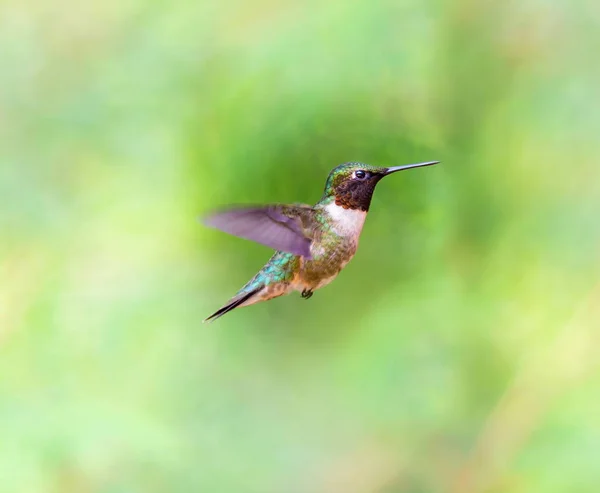 Yakut boğazlı sinek kuşu bir Boreal Forest Quebec Kanada.