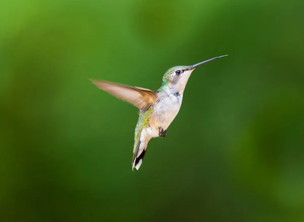 Ruby Perlisty Humming Bird Boreal Forest Północnym Quebecu Jego Północnej — Zdjęcie stockowe