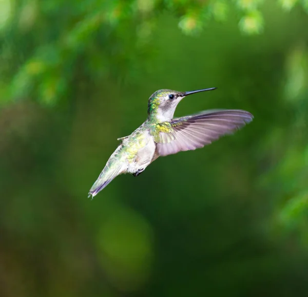 Ruby Throated Humming Bird Boreal Forest Northern Quebec Its Long — Fotografia de Stock