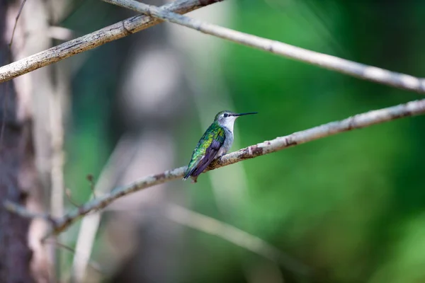 Ruby Throated Hummingbird em uma floresta boreal Quebec Canadá . — Fotografia de Stock