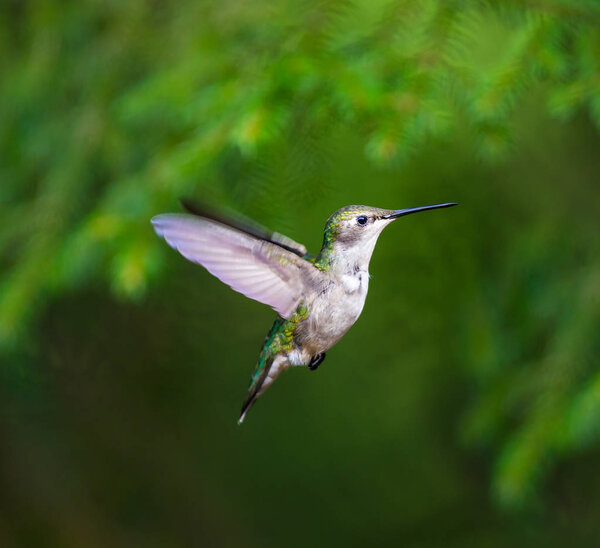 Рубиновая колибри в борейском лесу канадской провинции Квебек
.