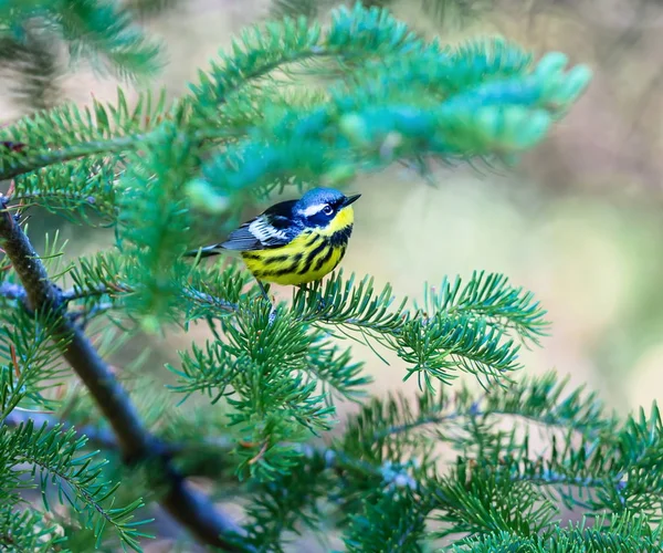 Manolya ötleğen quebec Kanada içinde derin bir Boreal orman.