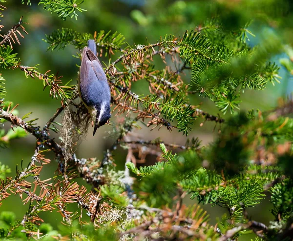 Ten Rusovlasý Nuthatch Malý Zpěváček Dospělý Modrošedé Horní Části Skořicovými — Stock fotografie