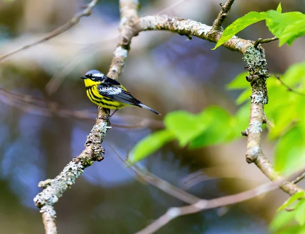 Magnolia Warbler Una Bella Familiare Parula Delle Foreste Settentrionali Anche — Foto Stock