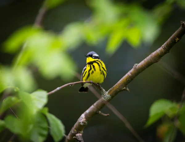 Magnolia Warbler Hermoso Familiar Curruca Los Bosques Del Norte Aunque —  Fotos de Stock