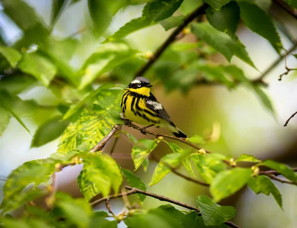 Magnolia skogssångare djupt i en Boreal skog i norra Quebec Kanada. — Stockfoto