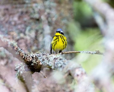 Manolya ötleğen Kuzey ormanların yakışıklı ve tanıdık bir ötleğen türüdür. Çok utangaç olmasına rağmen bu kez bariz ve yere yakın hayvanlar için yem ve sert-e doğru fotoğraf.