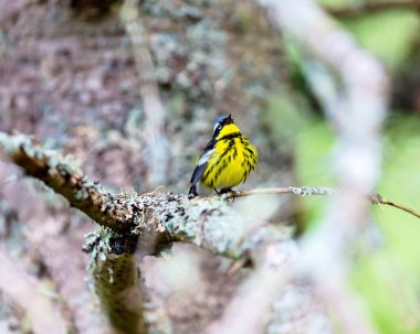 Manolya ötleğen Kuzey ormanların yakışıklı ve tanıdık bir ötleğen türüdür. Çok utangaç olmasına rağmen bu kez bariz ve yere yakın hayvanlar için yem ve sert-e doğru fotoğraf.