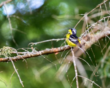 Manolya ötleğen derin bir ormandaki Boreal Kuzey Quebec Kanada.