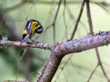 Manolya ötleğen derin bir ormandaki Boreal Kuzey Quebec Kanada.