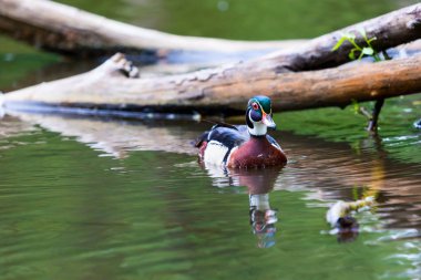 Ahşap ördek erkek veya Carolina ördek tüneyen ördek Kuzey Amerika'da bulunan bir türdür. En renkli Kuzey Amerika su kuşları biridir. Yaz aylarında ağaçların isteklerini doğurmak için Kuzey Kanada için geliyorlar.