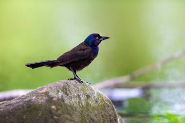Common Grackles are blackbirds that look like they've been slightly stretched. They're taller and longer tailed than a typical blackbird, with a longer, more tapered bill and glossy-iridescent bodies. clipart