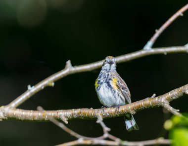 Sarı sağrılı Warblers sapmak numaraları ile hangi onlar kıta her güz sel içinde etkileyici. Ağaçlar çizgili kahverengi ve sarı kuşlar ve kendine özgü, keskin fişlerini ile doldurmak.