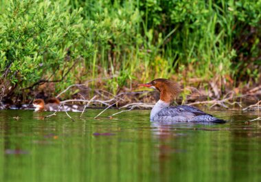 Lac Creux Quebec Kanada üzerinde ortak Merganser.