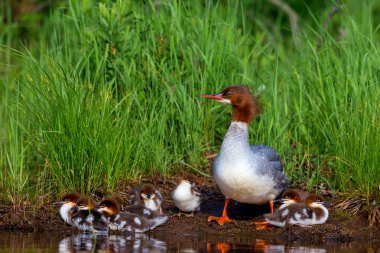 Lac Creux Quebec Kanada üzerinde ortak Merganser.