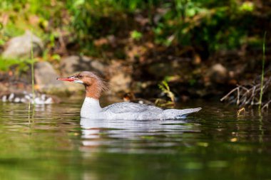 Zengin, tarçın başkanları ile kısa bir sorguç zarif gri gövdeli kadın ortak Merganser var. Bu bir Lac Creux Kuzey Quebec Kanada üzerinde onun piliçle istirahat ederken görülür.