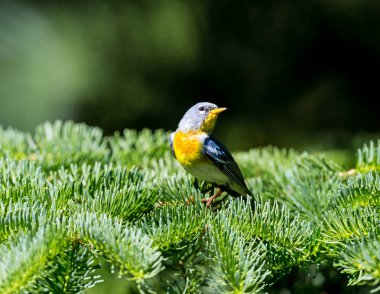Küçük çıvgın üst çardağın, Kuzey Parula Quebec boreal ormanları içinde bulunabilir. Haziran ve Temmuz aylarında Kanada'da yuva ve sonra güneye kış geçirmek döndürür.