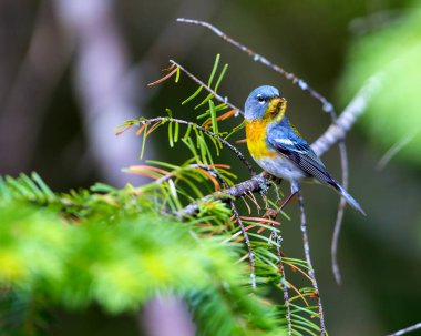 Küçük çıvgın üst çardağın, Kuzey Parula Quebec boreal ormanları içinde bulunabilir. Haziran ve Temmuz aylarında Kanada'da yuva ve sonra güneye kış geçirmek döndürür.